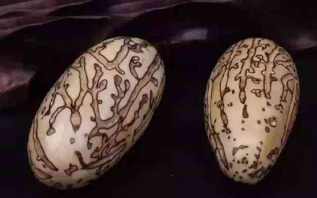 千眼菩提的危害(菩提子不能乱戴)插图7 千眼菩提的危害(菩提子不能乱戴)插图7