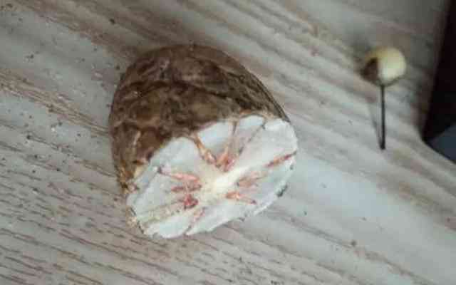 千眼菩提的危害(菩提子不能乱戴)插图8 千眼菩提的危害(菩提子不能乱戴)插图8