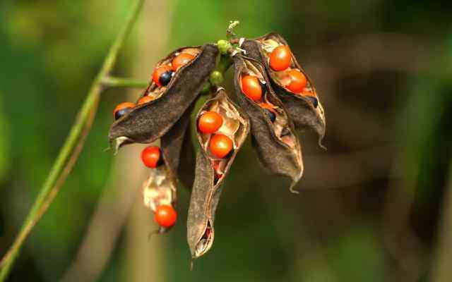 千眼菩提的危害(菩提子不能乱戴)插图15 千眼菩提的危害(菩提子不能乱戴)插图15