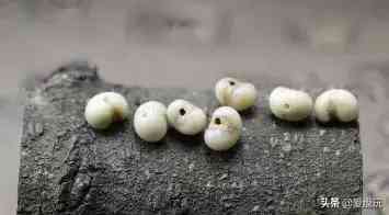菩提手串种类(金刚菩提手串多少颗好)插图14