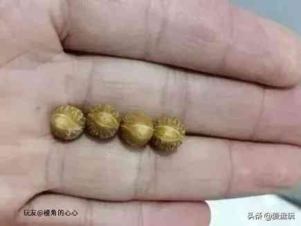 菩提手串种类(金刚菩提手串多少颗好)插图17