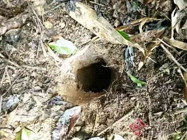 陨石价格多少钱一克(陨石价格多少钱一克.陨石价格图片一览)插图4 陨石价格多少钱一克(陨石价格多少钱一克.陨石价格图片一览)插图4