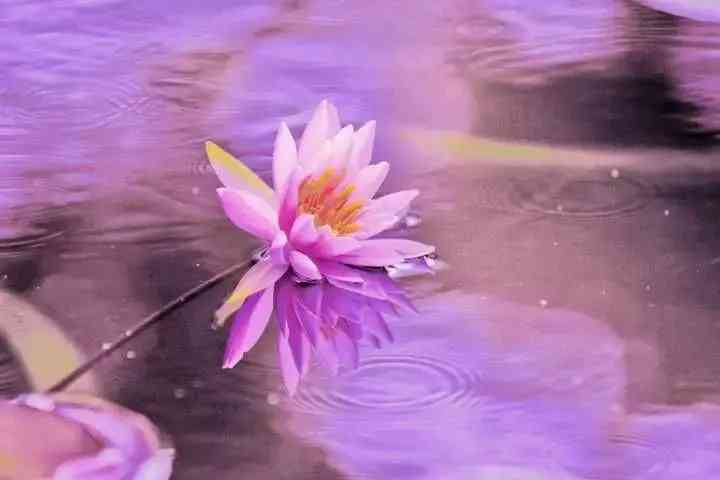 紫水晶的含义(紫水晶代表的意义)插图1