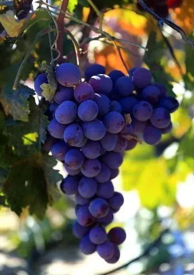 紫水晶的含义(紫水晶代表的意义)插图4