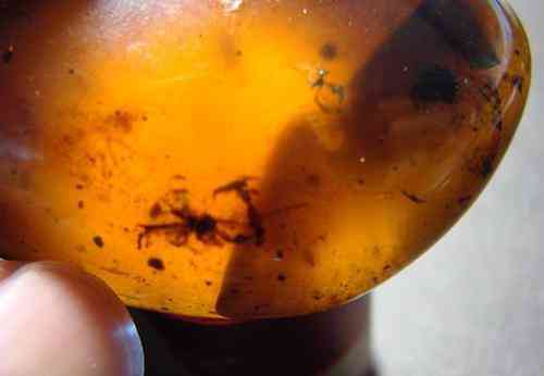 血琥珀的价格是多少一克(血琥珀价格多少钱一克)插图19 血琥珀的价格是多少一克(血琥珀价格多少钱一克)插图19