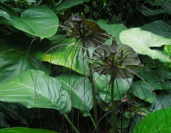 砭石的作用与功效(砭石)插图1