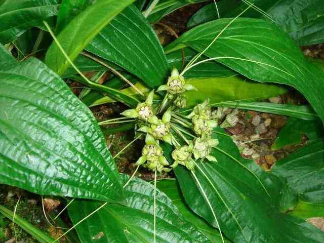 砭石的作用与功效(砭石)插图2