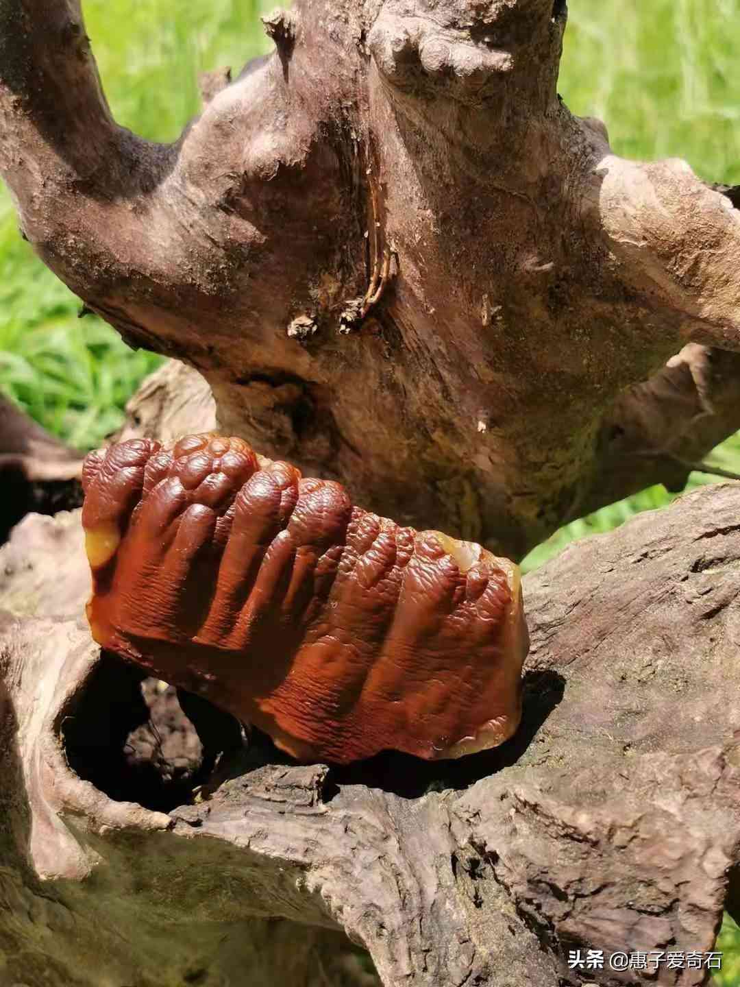 黄蜡石原石价格(黄蜡石原石价格走势)插图19 黄蜡石原石价格(黄蜡石原石价格走势)插图19