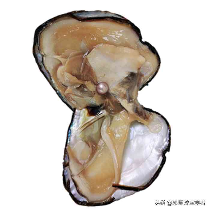 为什么不要买爱迪生珍珠插图7 为什么不要买爱迪生珍珠插图7