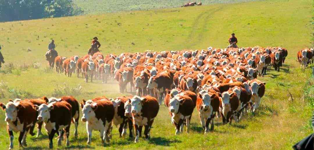 乌拉圭紫水晶800贵吗(乌拉圭紫水晶800贵吗值钱吗)插图7