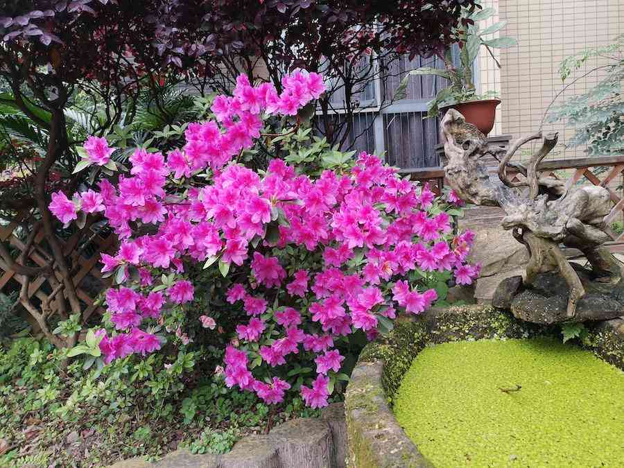 彩钻杜鹃花是几季花(彩钻杜鹃是一季花吗)