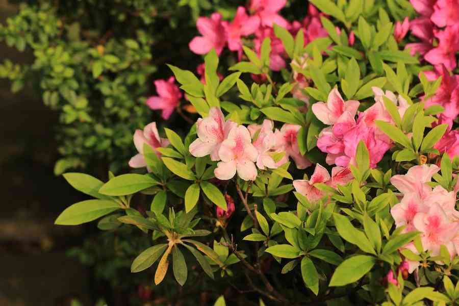 彩钻杜鹃花是几季花(彩钻杜鹃是一季花吗)插图1