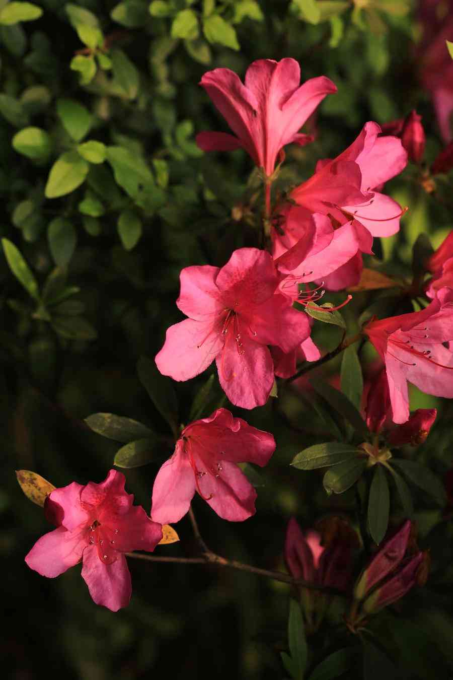 彩钻杜鹃花是几季花(彩钻杜鹃是一季花吗)插图2