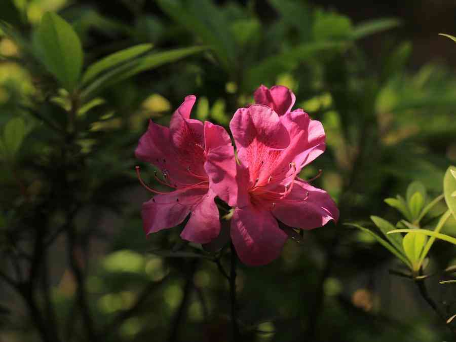 彩钻杜鹃花是几季花(彩钻杜鹃是一季花吗)插图3