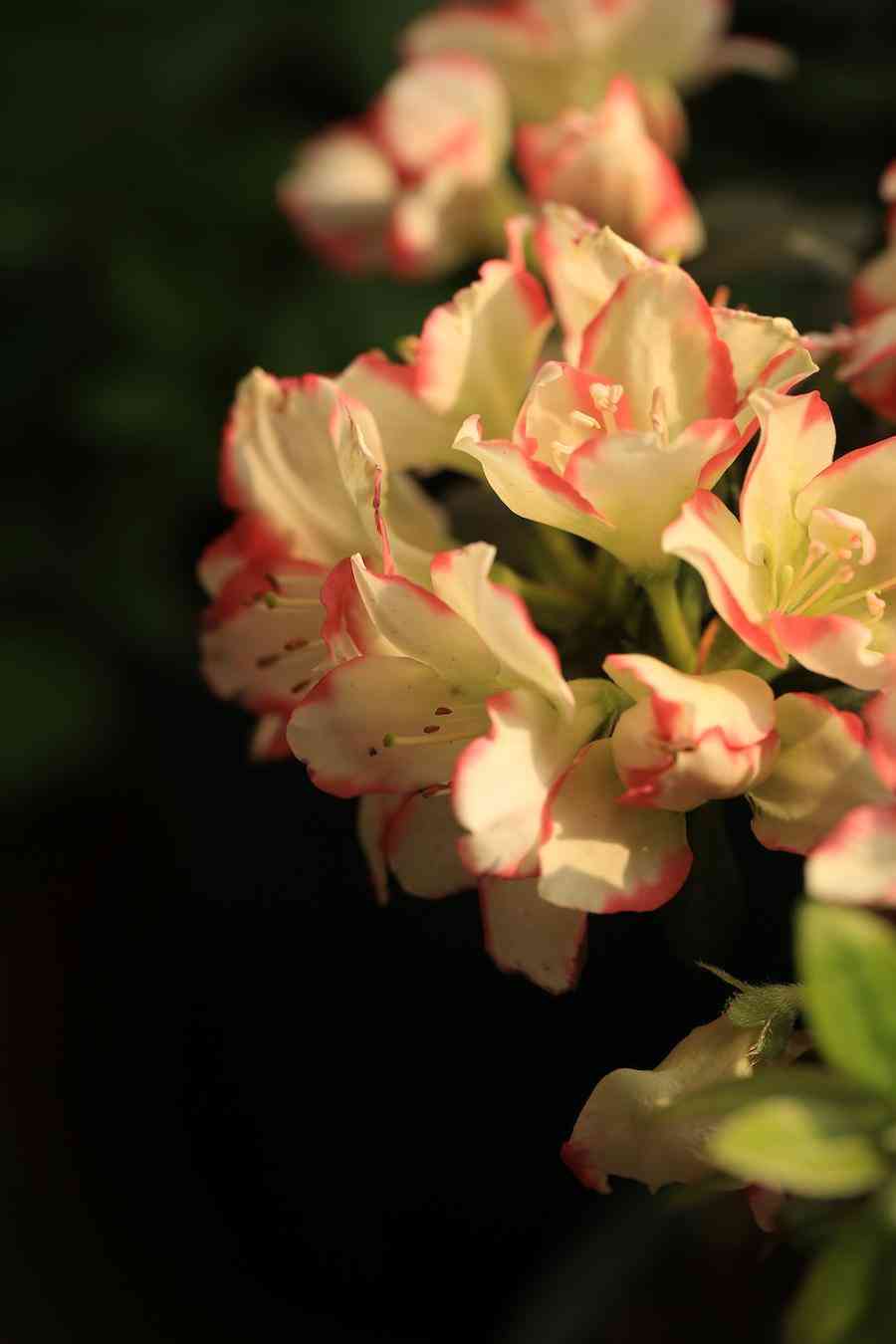 彩钻杜鹃花是几季花(彩钻杜鹃是一季花吗)插图6