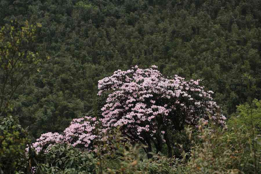 彩钻杜鹃花是几季花(彩钻杜鹃是一季花吗)插图9