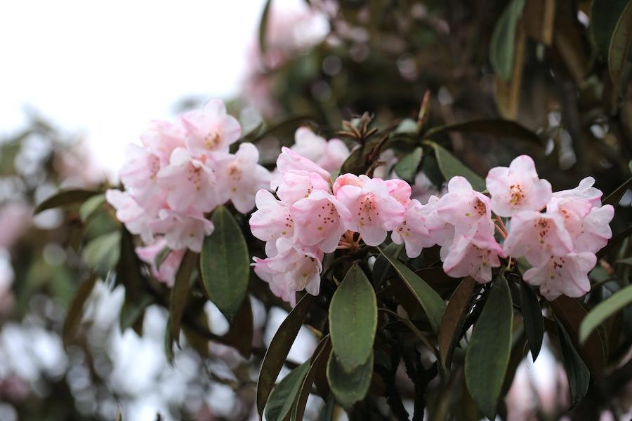 彩钻杜鹃花是几季花(彩钻杜鹃是一季花吗)插图11