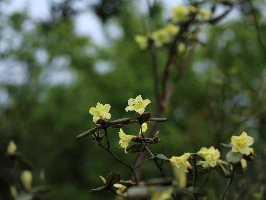 彩钻杜鹃花是几季花(彩钻杜鹃是一季花吗)插图14