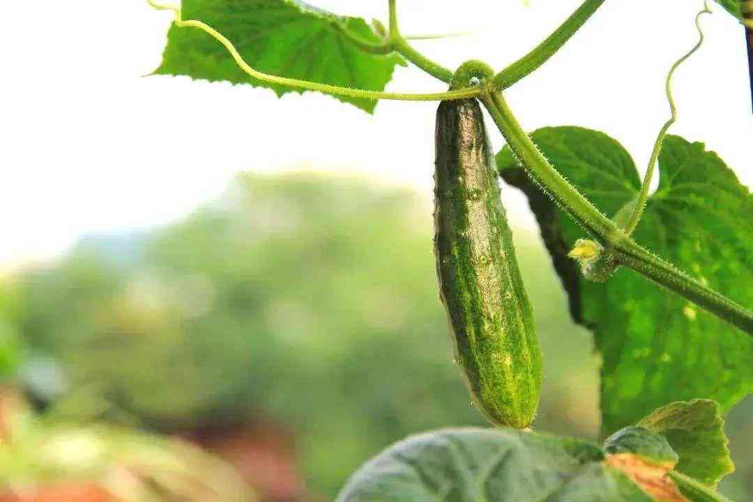 女人戴戒指右手五个手指的含义(女人十个手指戴戒指的含义)