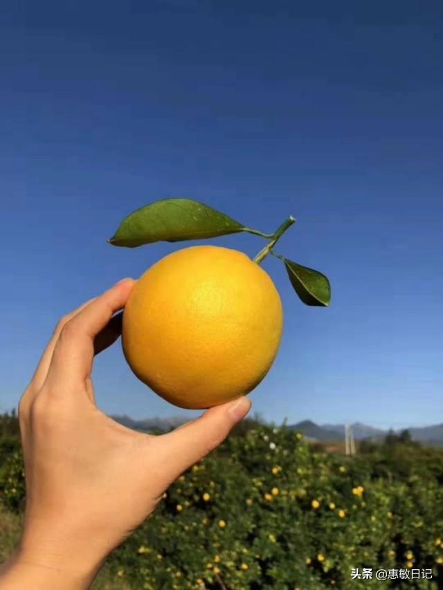 宝诗龙和卡地亚哪个好(宝诗龙和宝格丽哪个更高级)