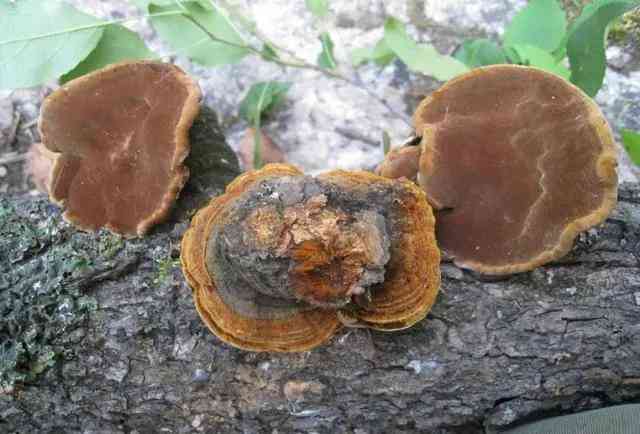 千足金和黄金有什么区别(千足金和黄金哪个贵)