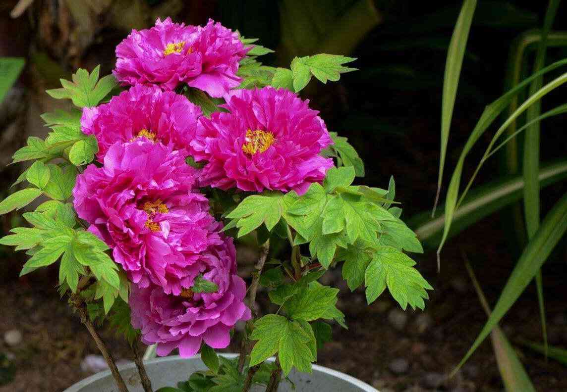 蓝田玉的好坏怎么鉴别(真玉假玉的鉴别方法最简单)