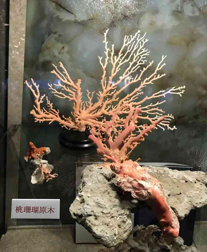 红珊瑚真假辨别方法(红珊瑚真品放在水里会怎样)