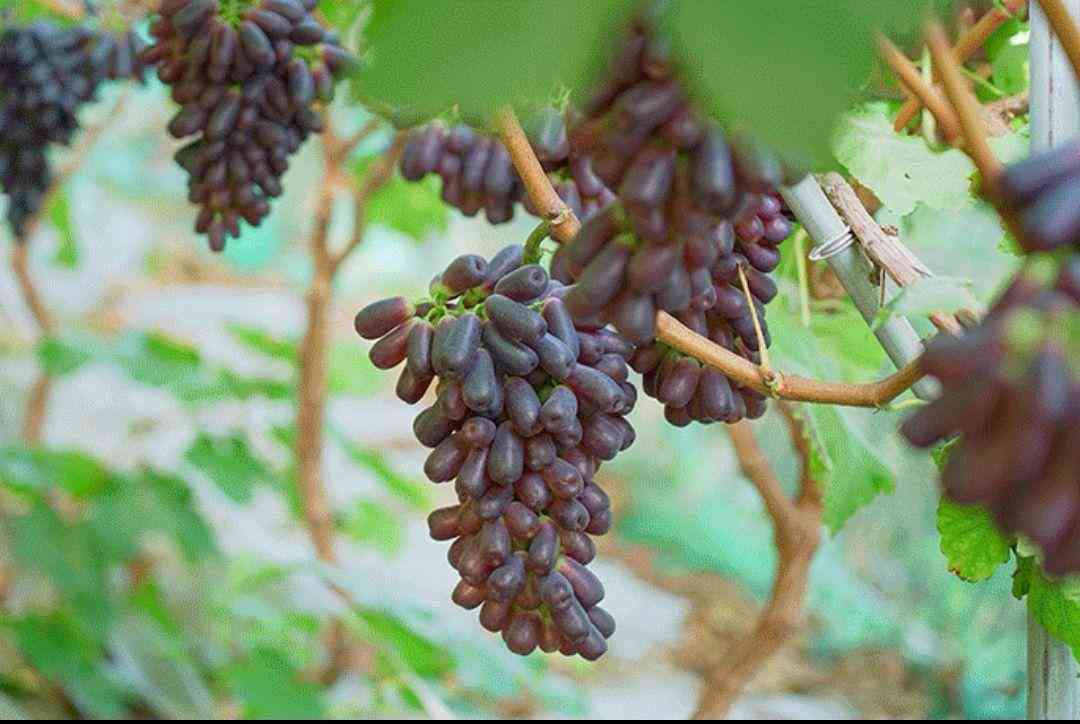 蓝宝石葡萄苗价格(蓝宝石葡萄苗价格多少)