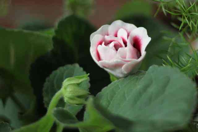 翡翠原石帝王绿12亿(翡翠帝王绿价格七千万视频)