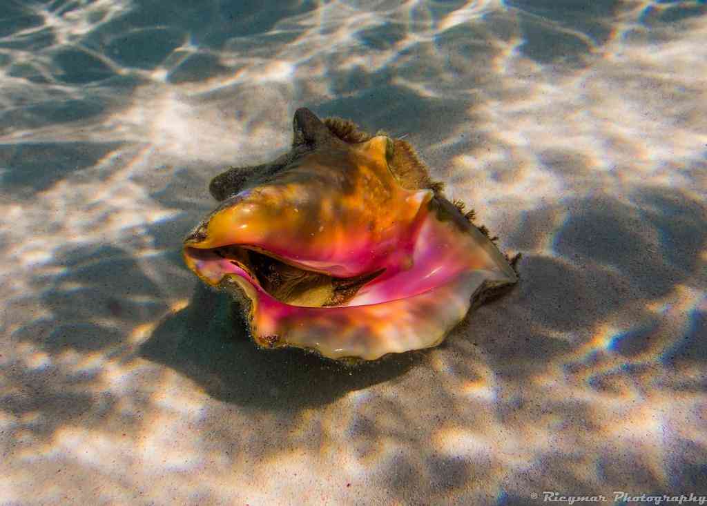 真正的珍珠项链多少钱一条(珍珠项链最低价格多少钱一条)