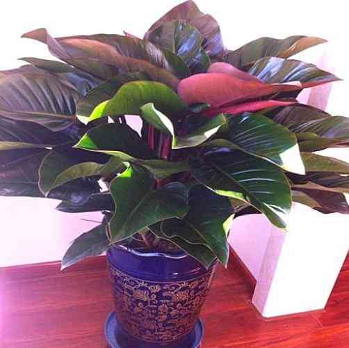 金钻有毒吗(蔓绿绒铂金钻有毒吗)