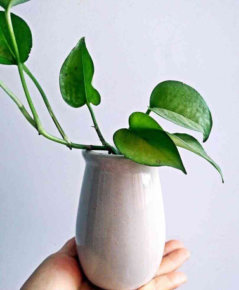 化妆品瓶子制作花盆(用瓶子制作花盆)