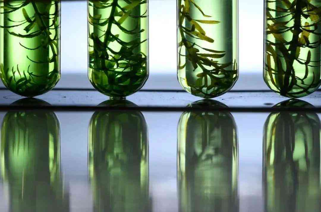 蓝色化妆品哪种好用(蓝色很贵的化妆品)插图6 蓝色化妆品哪种好用(蓝色很贵的化妆品)插图6