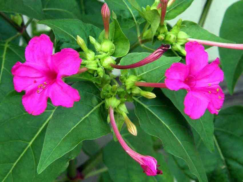 夜来香化妆品功效与作用(夜来香化妆品功效与作用图片)