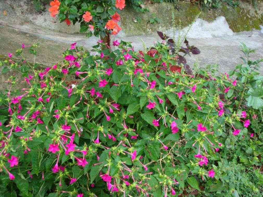 夜来香化妆品功效与作用(夜来香化妆品功效与作用图片)插图2