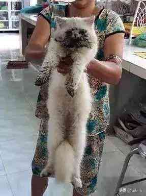 猫蹭到化妆品上怎么办啊(被猫蹭了一下怎么办)