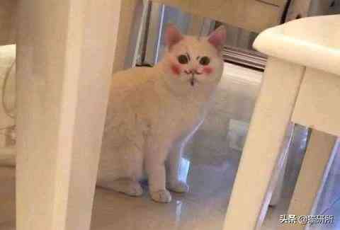 猫蹭到化妆品上怎么办啊(被猫蹭了一下怎么办)插图1