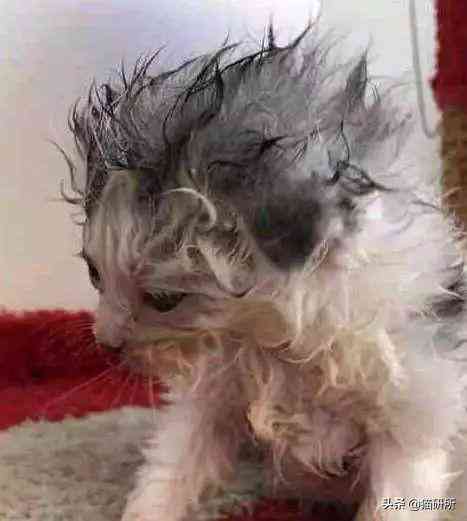 猫蹭到化妆品上怎么办啊(被猫蹭了一下怎么办)插图2