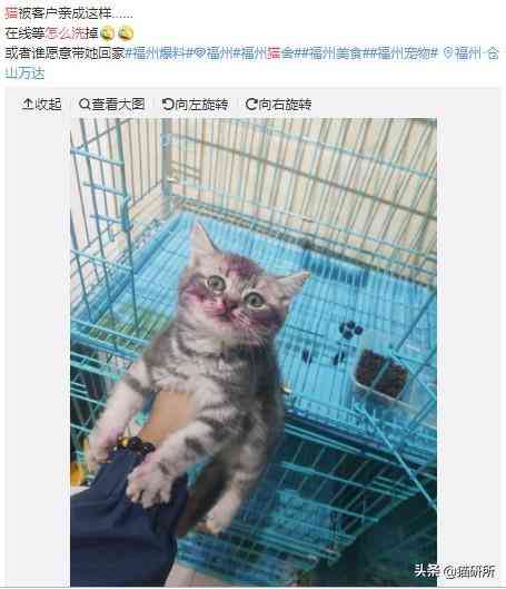 猫蹭到化妆品上怎么办啊(被猫蹭了一下怎么办)插图3