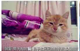 猫蹭到化妆品上怎么办啊(被猫蹭了一下怎么办)插图6