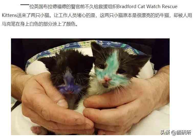 猫蹭到化妆品上怎么办啊(被猫蹭了一下怎么办)插图9