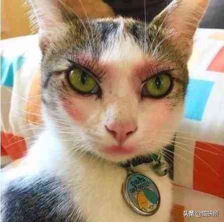 猫蹭到化妆品上怎么办啊(被猫蹭了一下怎么办)插图10