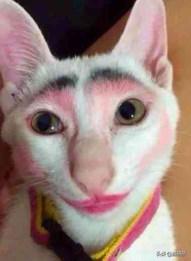 猫蹭到化妆品上怎么办啊(被猫蹭了一下怎么办)插图11