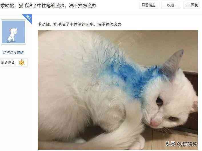 猫蹭到化妆品上怎么办啊(被猫蹭了一下怎么办)插图12
