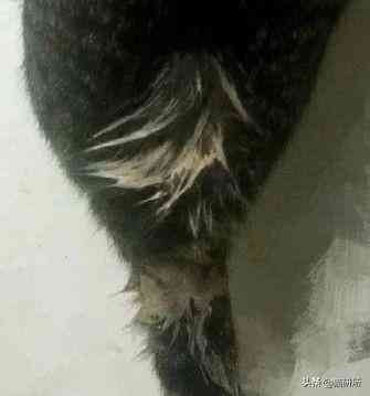 猫蹭到化妆品上怎么办啊(被猫蹭了一下怎么办)插图13