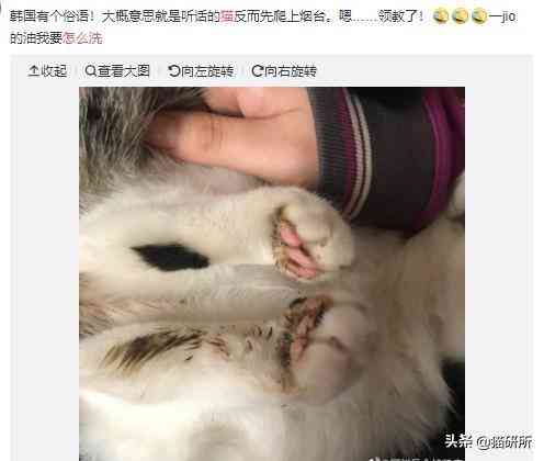 猫蹭到化妆品上怎么办啊(被猫蹭了一下怎么办)插图15