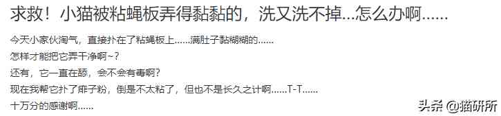 猫蹭到化妆品上怎么办啊(被猫蹭了一下怎么办)插图16