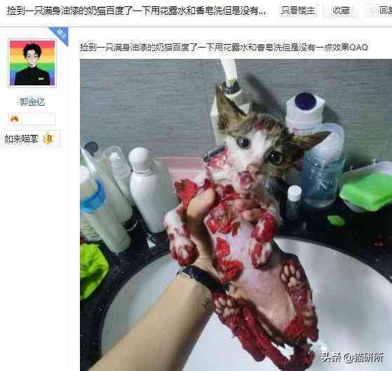 猫蹭到化妆品上怎么办啊(被猫蹭了一下怎么办)插图17