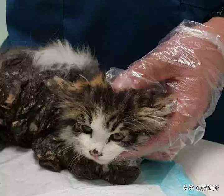 猫蹭到化妆品上怎么办啊(被猫蹭了一下怎么办)插图18