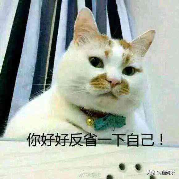 猫蹭到化妆品上怎么办啊(被猫蹭了一下怎么办)插图19